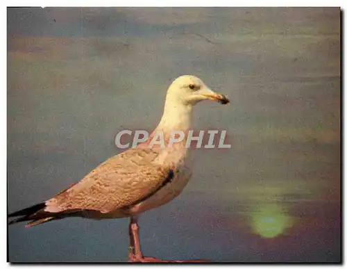 Cartes postales moderne Guet Au Crepuscule Oiseau Mouette