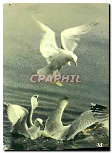 Cartes postales moderne Mouettes Des Greves Oiseaux