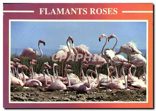 Cartes postales moderne Flamants Roses Camargue Languedoc