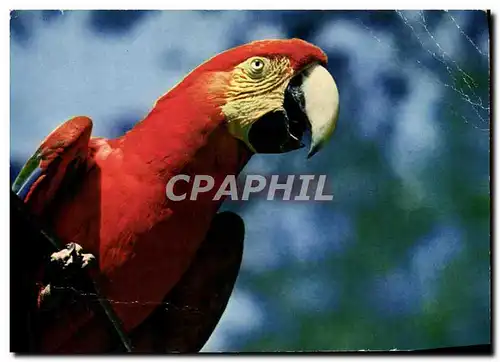 Cartes postales moderne Parc Zoologique Et Menageries Ara Chloroptere Amerique Centrale Perroquet Perruche