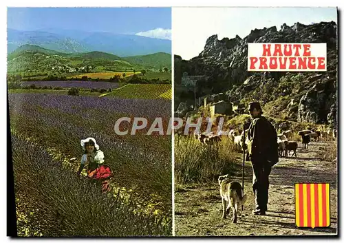 Moderne Karte Haute Provence Berger Chien Folklore