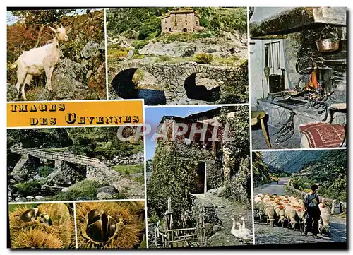 Cartes postales moderne Les Cevennes Touristiques Chevre Oie Moutons