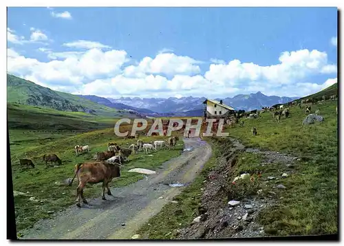 Cartes postales moderne Valle De Aran Pla De Beret Vaches