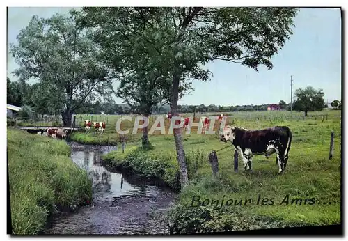 Cartes postales moderne Bonjour Les Amis Vache