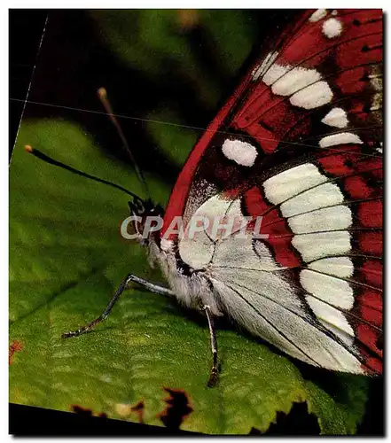 Cartes postales moderne Limenitis Anonyma Lewis Papillon