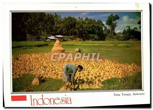 Cartes postales moderne Indonesia Tana Toraja
