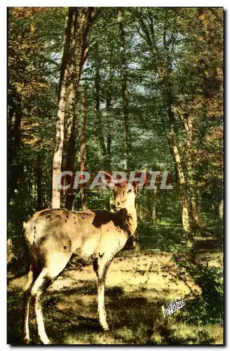 Cartes postales moderne Paysages De Sologne Surprise Biche