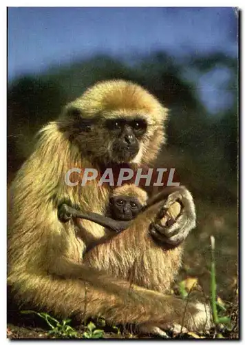 Cartes postales moderne Singe et son petit