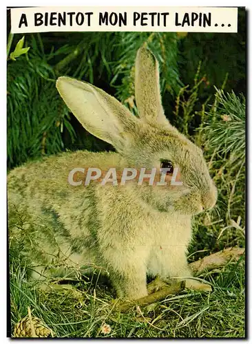 Cartes postales moderne A Bientot mon Petit Lapin