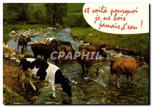 Cartes postales moderne Et voila pourquoi je ne bois jamais Vaches