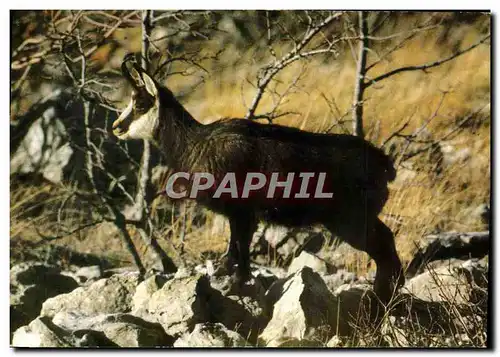 Cartes postales moderne Faune Savoyarde Jeune Chamois du Plateau des Glieres