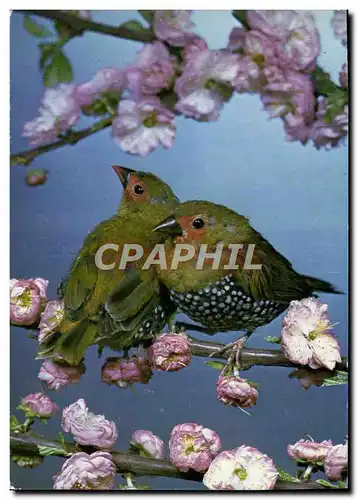 Cartes postales moderne Astrild Tachete vert Oiseau