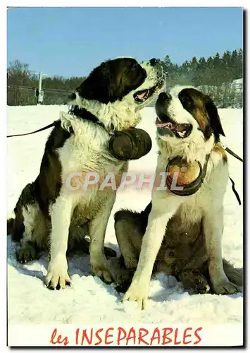 Cartes postales moderne Les Inseparables Chiens Chien Saint Bernard