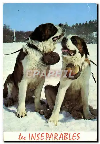 Moderne Karte Les Inseparables Chiens Chien Saint Bernard