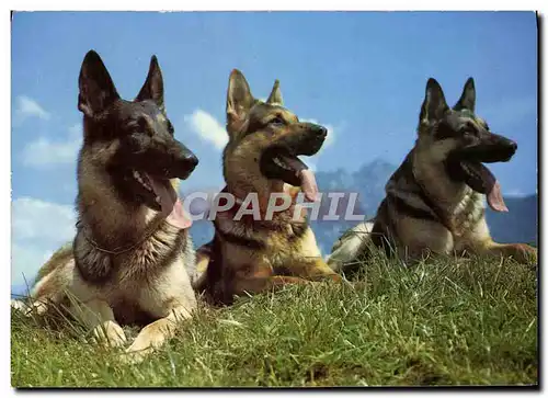 Cartes postales moderne Chien Berger d&#39Alsace