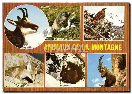 Cartes postales moderne Animaux De La Montagne Chamois Marmotte Aigle Royal Rapace Renard Ecureuil Bouqueton