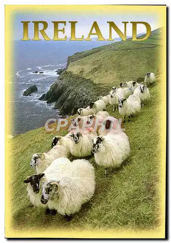 Cartes postales moderne Ireland Moutons