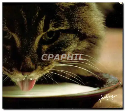 Moderne Karte Gentils chatons Chat Chaton