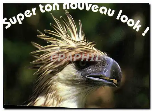 Cartes postales moderne Super ton nouveau look Rapace Oiseau