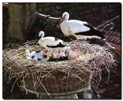 Moderne Karte Alsace Les cigognes de Zellenberg Oiseau