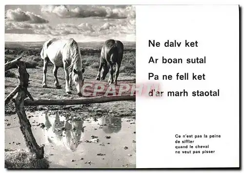 Cartes postales moderne Cheval