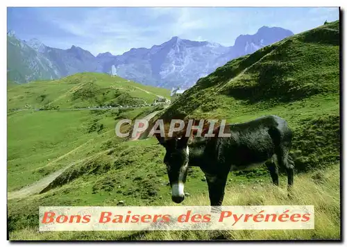 Cartes postales moderne Bons Baisers des Pyrenees Ane