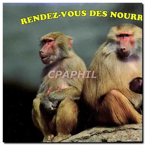 Cartes postales moderne Rendez vous Des Nourrices Singe