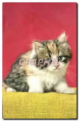 Cartes postales moderne Chat Chaton