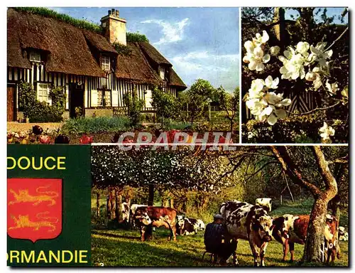 Cartes postales moderne Couleurs Et Lumiere De France La Douce Normandie Vache Folklore