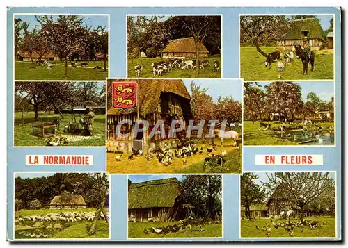 Cartes postales moderne Normandie Ane Fermes