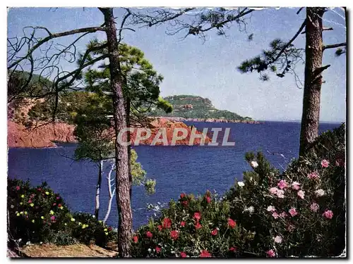 Cartes postales moderne Fleurs Sur La Cote D'Azur