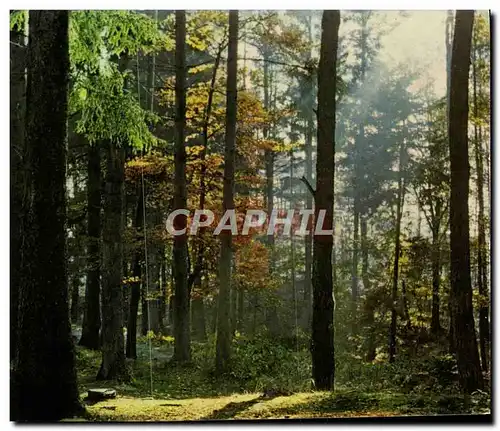 Cartes postales moderne Notre Belle France Un Sous Bois