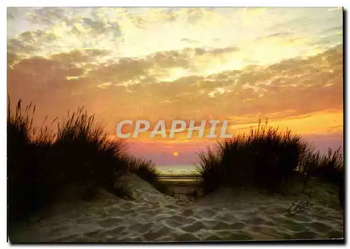 Cartes postales moderne Sur Les Cotes De France Coucher De Soleil Sur Les Dunes