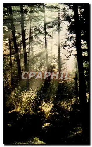 Cartes postales moderne Premiers Rayons Arbres