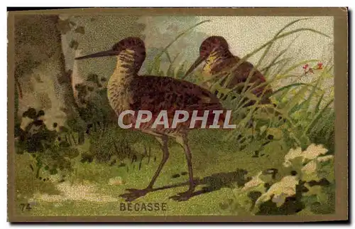 Chromo Becasse Oiseau