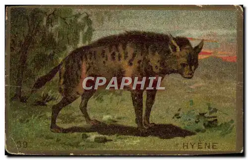 Chromo Hyene