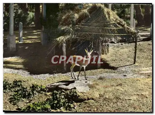 Cartes postales moderne Colomb Bechar Gazelles Jardin de la palmeraie