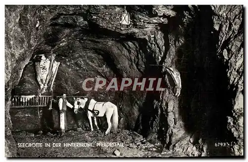 Cartes postales moderne Seegrotte In Der Hinterbruhl Pferdestall Cheval
