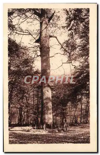 Cartes postales Foret de Fontainebleau Le Jupiter