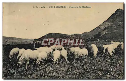 Cartes postales Les Pyrenes Moutons a la Montagne Berger