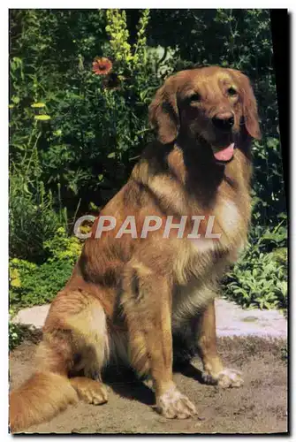 Cartes postales moderne Chien