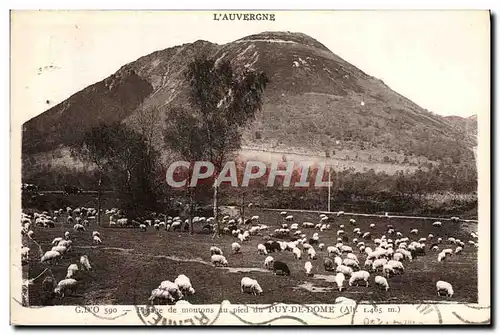 Cartes postales Plage de moutons au Pied du Puy de Dome