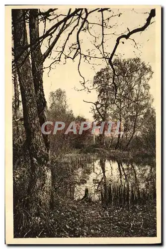 Ansichtskarte AK Foret De Fontainebleau La Mare aux Fees