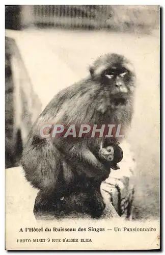 Cartes postales A L&#39Hotel du Ruisseau des Singes Un Pensionnaire Singe