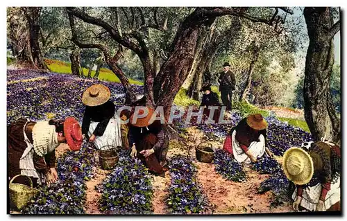 Ansichtskarte AK La Cote D&#39Azur La Cueillette des Violettes Folklore