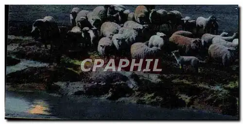 Ansichtskarte AK Le Mont Saint Michel Les pres sales des greves Moutons
