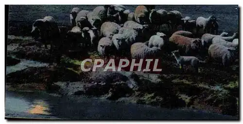 Cartes postales Le Mont Saint Michel Les pres sales des greves Moutons