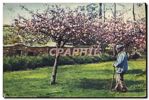 Ansichtskarte AK Normandie Vieil homme et ses pommiers Folklore