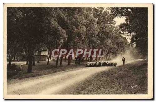 Cartes postales Les Landes De Gascogne Sur les Routes poudreuses Berger Moutons