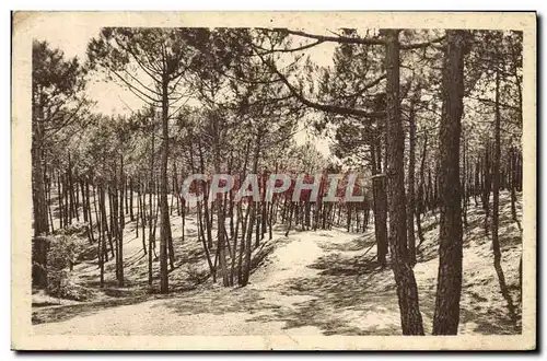 Cartes postales Saint Jean de Monts La Foret de Pins au Parcours sinueux sur les bosses et dans les creux